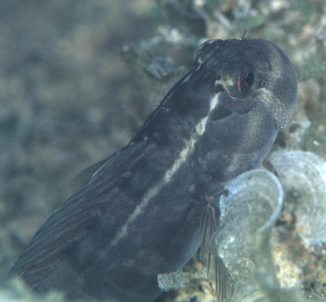 Istiblennius edentulus